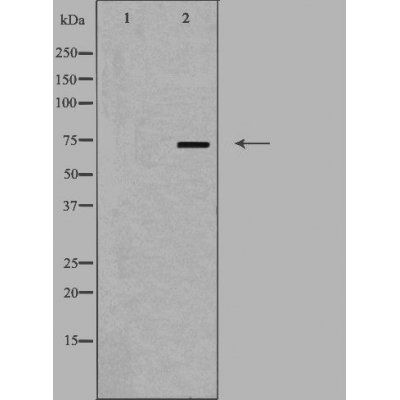 SLC44A1 antibody