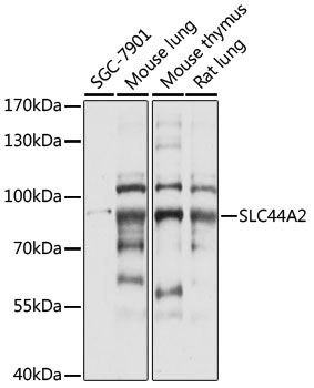 SLC44A2 antibody