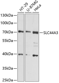 SLC44A3 antibody