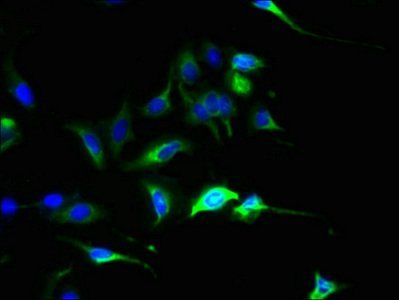 SLC44A4 antibody