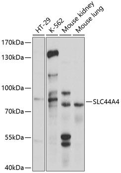 SLC44A4 antibody