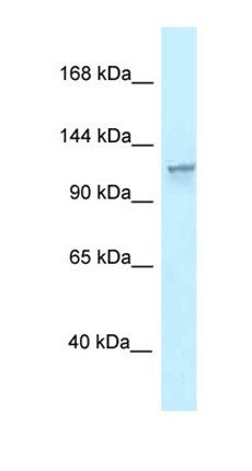 SLC45A1 antibody