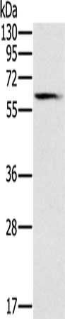 SLC45A3 antibody