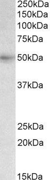 Goat anti-SLC46A1 / PCFT (aa233-247) Antibody