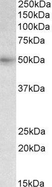 SLC46A1 antibody