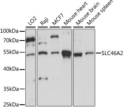 SLC46A2 antibody