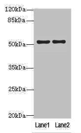 SLC46A3 antibody