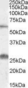 SLC47A1 antibody