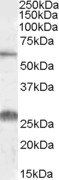 Goat anti-SLC47A1 Antibody