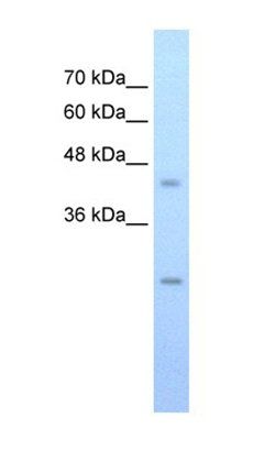 SLC48A1 antibody