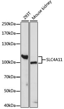 SLC4A11 antibody