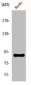 SLC4A1AP Antibody