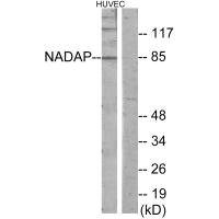 SLC4A1AP Antibody