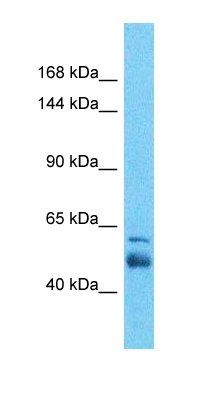 SLC4A3 antibody