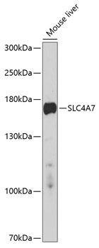 SLC4A7 antibody