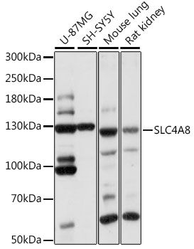 SLC4A8 antibody