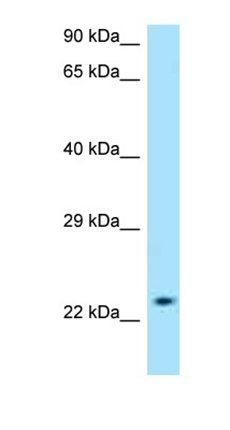 SLC50A1 antibody