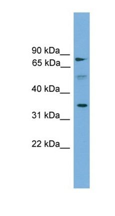 SLC51A antibody