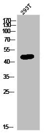 SLC52A1 antibody