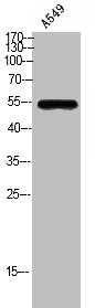 SLC52A2 antibody