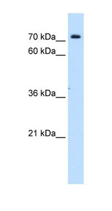 SLC5A11 antibody