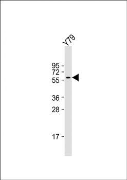 SLC5A12 antibody
