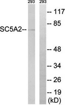 SLC5A2 antibody
