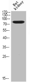 SLC5A3 Antibody
