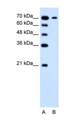 SLC5A4 antibody