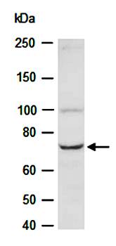 SLC5A7 antibody