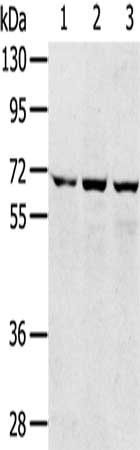 SLC5A9 antibody