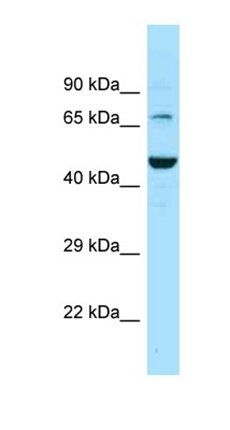SLC6A11 antibody