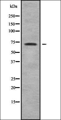 SLC6A11 antibody
