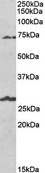 Goat anti-SLC6A12 / BGT1 Antibody