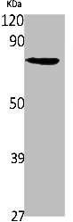 SLC6A14 antibody