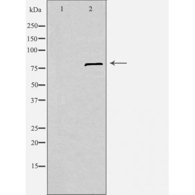 SLC6A15 antibody