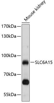 SLC6A15 antibody