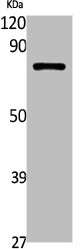 SLC6A17 antibody