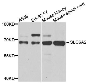 SLC6A2 antibody