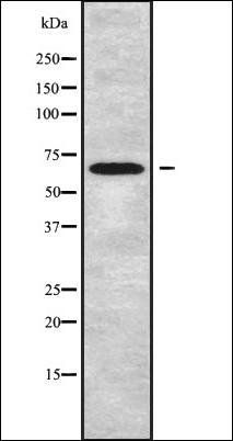 SLC6A20 antibody