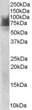Goat anti-SLC6A4 / 5HTT / SERT Antibody