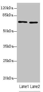 SLC6A6 antibody