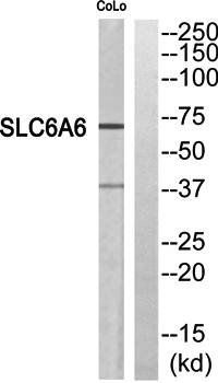 SLC6A6 antibody