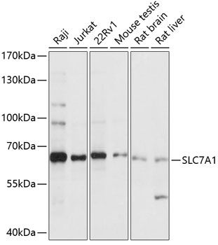 SLC7A1 antibody