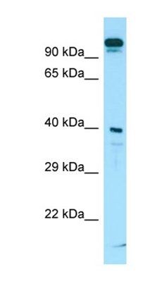 SLC7A10 antibody