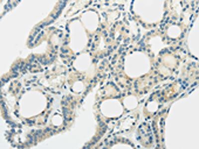 SLC7A11 Antibody