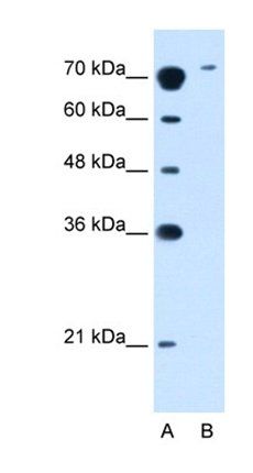 SLC7A14 antibody