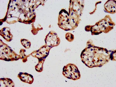 SLC7A2 Antibody