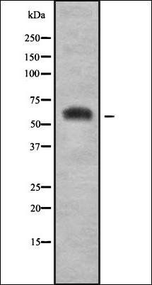 SLC7A3 antibody