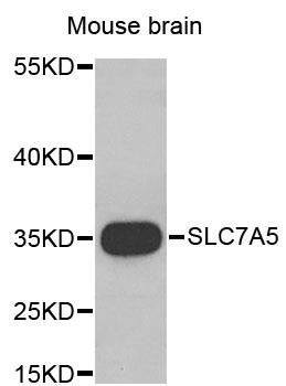 SLC7A5 antibody